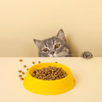 Gatos - Lavakan